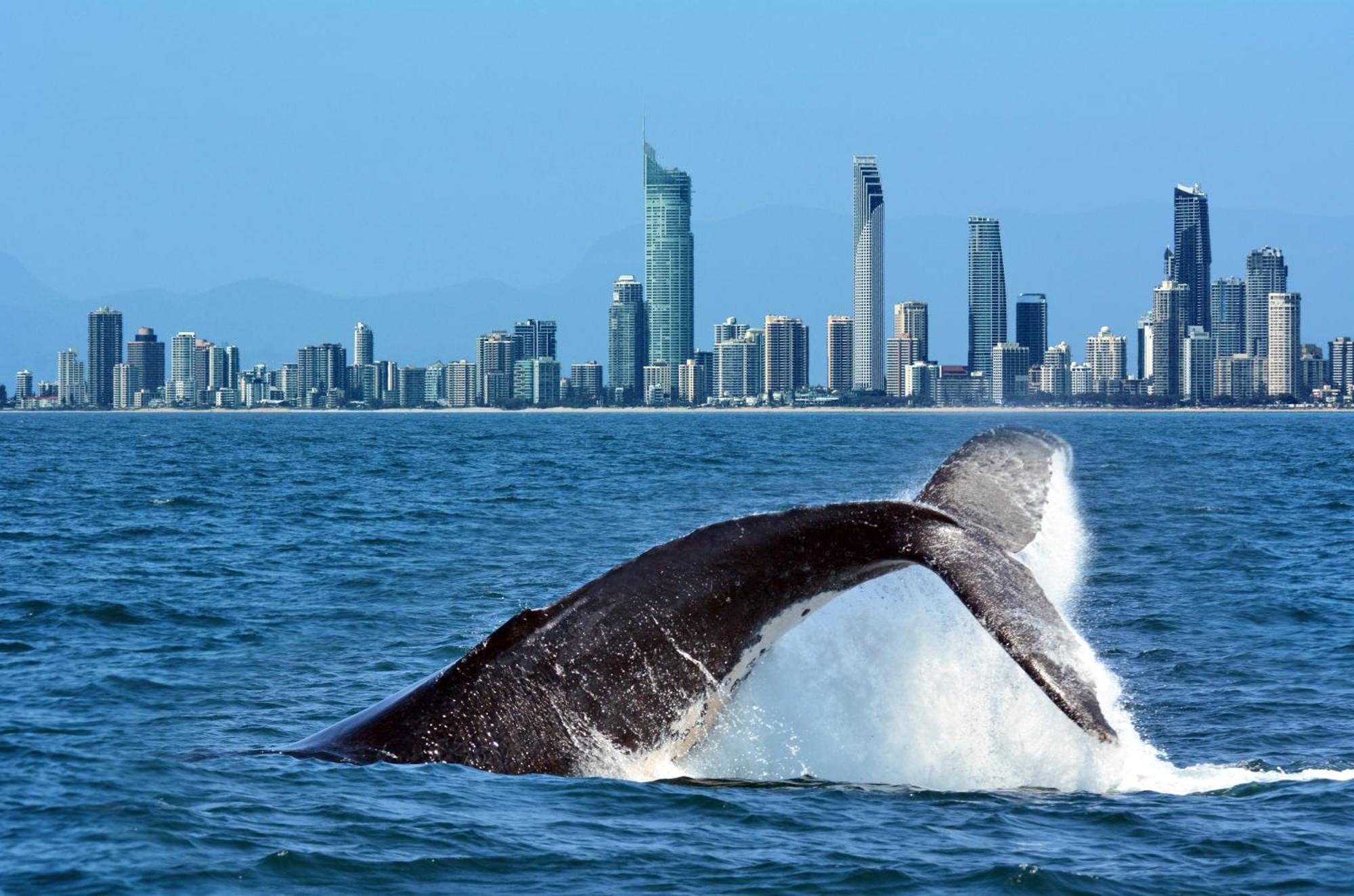 16 Sleep Family Group Getaway Gold Coast
