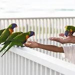 Rigi On Currumbin Beach