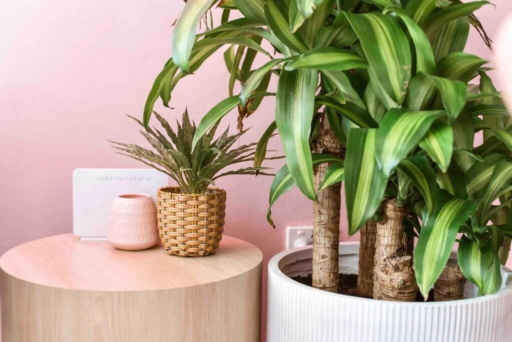 Paradise 31 - Pink Oasis In The Heart Of The Gc * Gold Coast