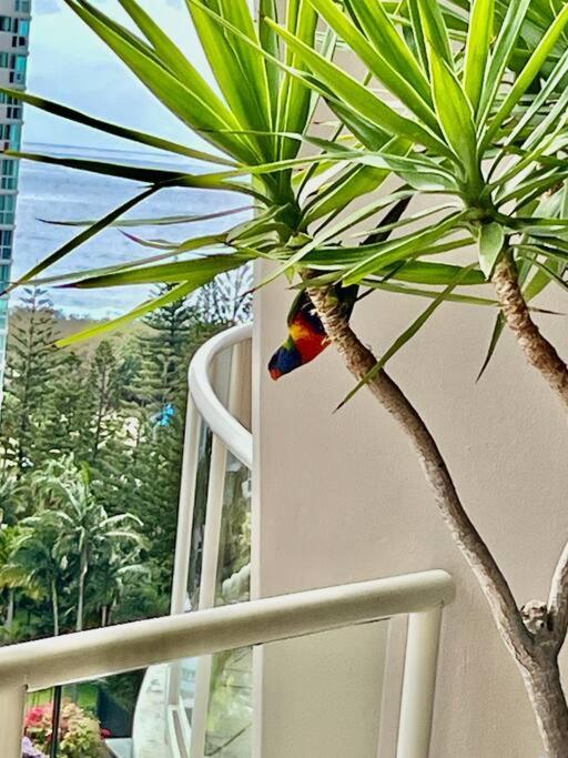 Private Sky Terrace Classic Penthouse 2 Car Parks * Gold Coast