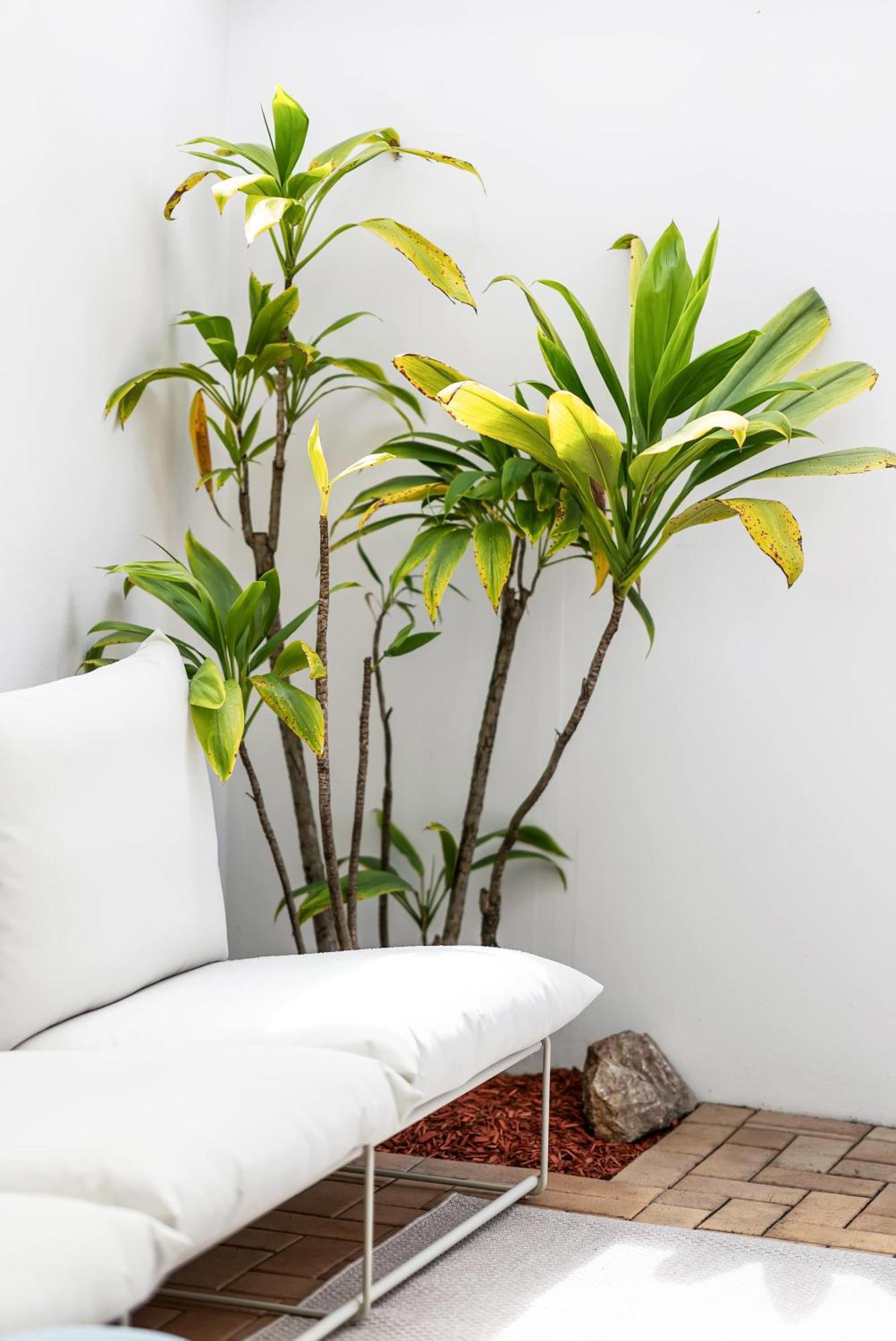 Guava By Khove Gold Coast