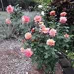 Riviera Bed & Breakfast