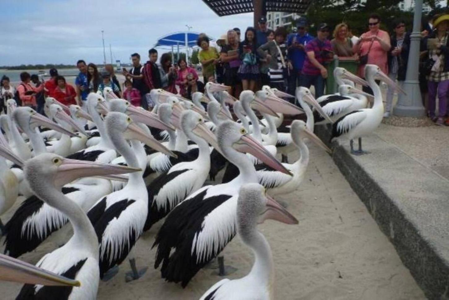Apartamento 16 Sleep Family Group Getaway Gold Coast