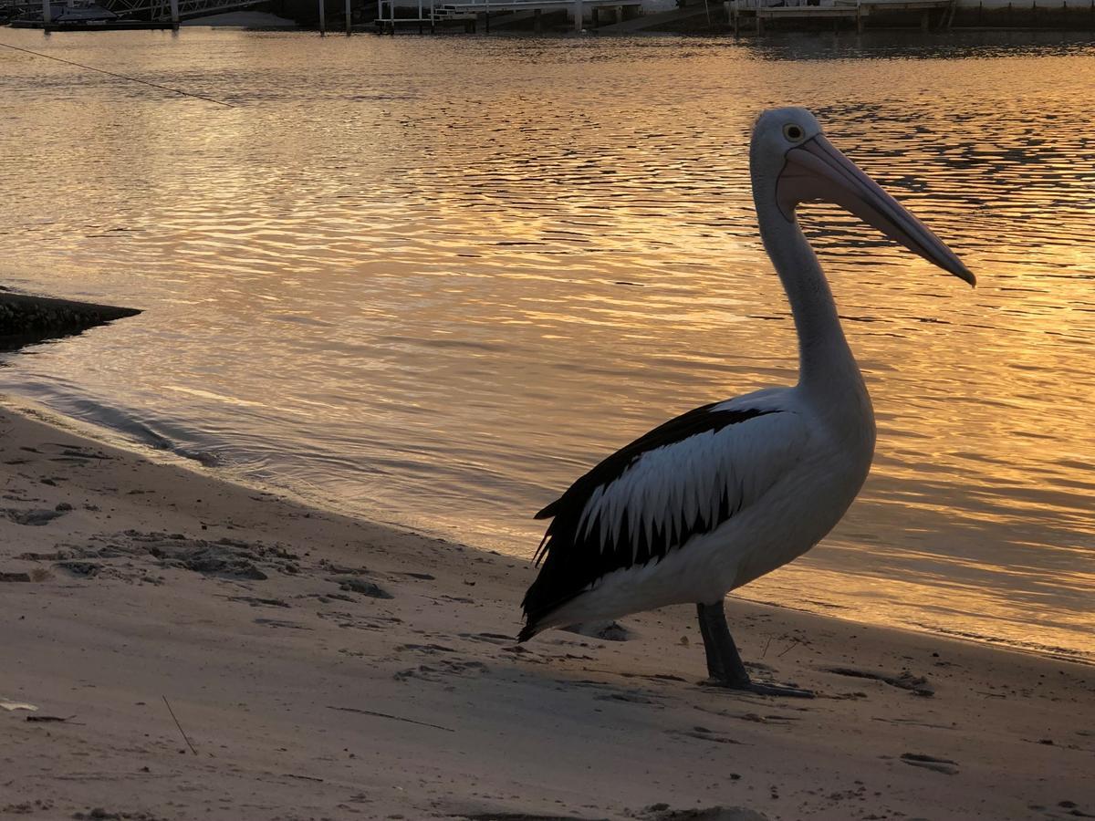 Pelican Cove 3*
